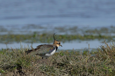 Camargue: Electric Safari with Guide in a private reserve