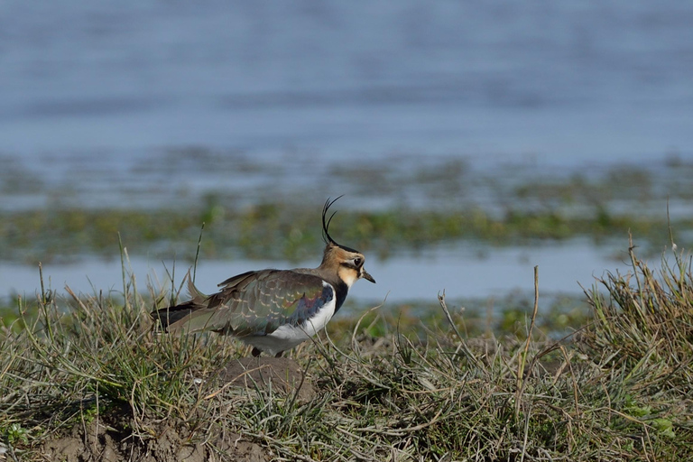 Camargue: Electric Safari with Guide in a private reserve