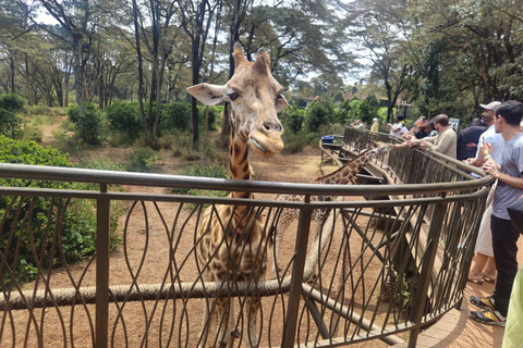Nairobi: Giraffe Center, Museum of Illusions & Blixen Tour