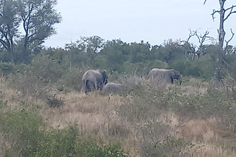 3 dni w Parku Narodowym Krugera