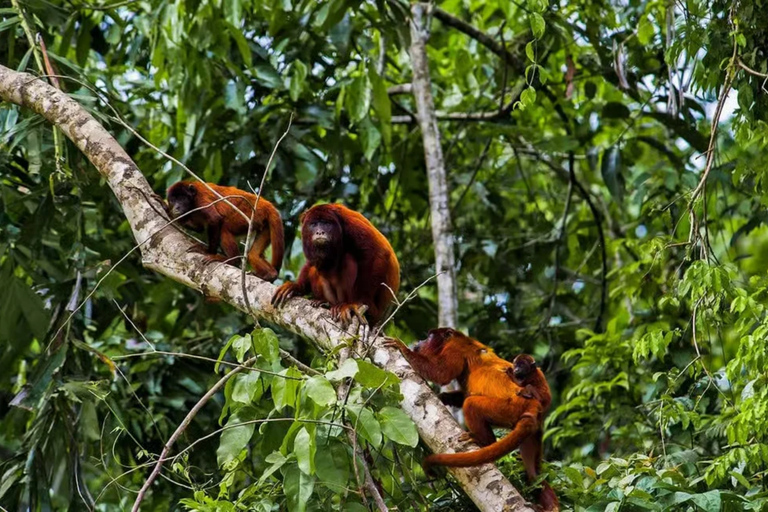 Combo: Iquitos Sightseeing Tour and Monkey Island in 2 Days Combo: Iquitos City Sightseeing Tour and Monkey Island in 2 Days