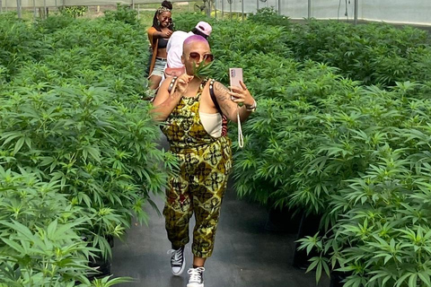 Private Medellín Cannabis Culture Tour with Lunch & Tasting