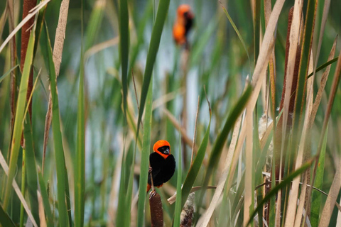 Johannesburg: Rhino and Lion Nature Reserve Half-Day Tour Private Tour Rate