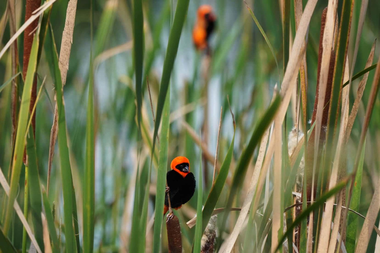 Johannesburg: Rhino and Lion Nature Reserve Half-Day Tour Private Tour Rate