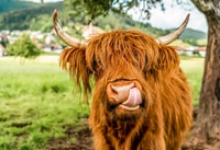 Edinburgh, Loch Ness, Glencoe & the Scottish Highlands Tour - Housity
