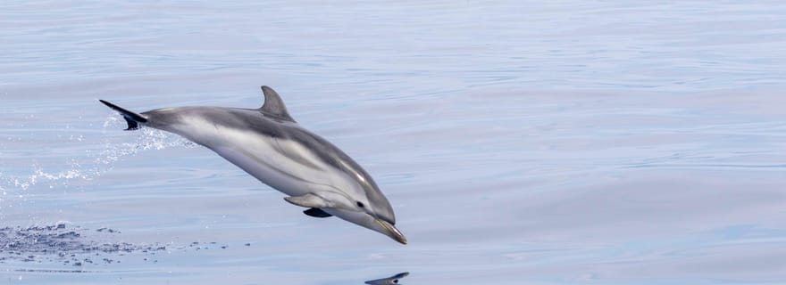 Horizon Large : découverte des cétacés au large au départ de Saint-Cyr