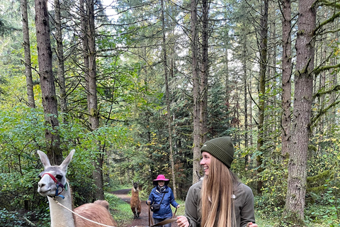 Roy, Washington : randonnée avec des lamas et rencontre avec des alpagas