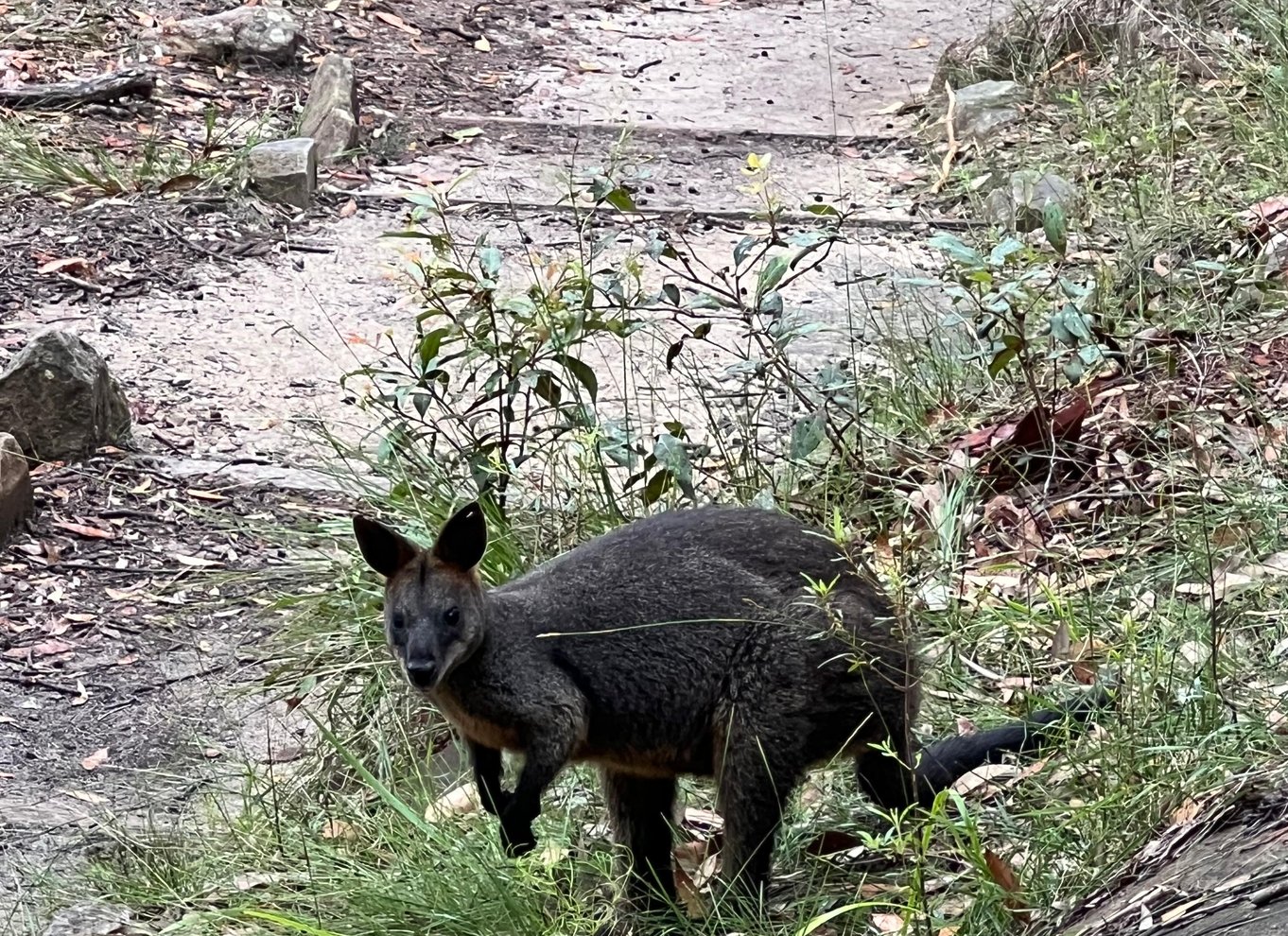 Sydney: Northern Beaches and Ku-ring-gai National Park Tour