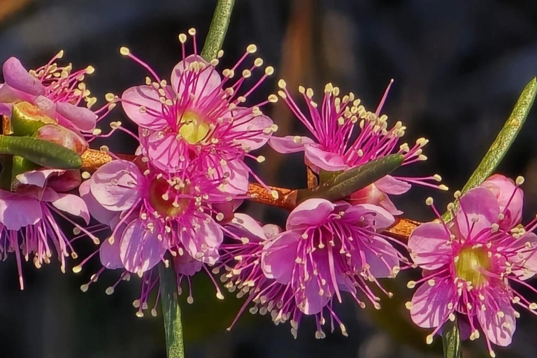 Follow the wildflower trail from Perth to New Norcia