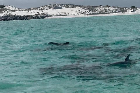 Destin: Destin Dolphin Harbor & Bay Boat Tour