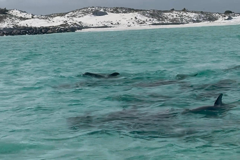 Destin: Destin Dolphin Harbor & Bay Boat Tour