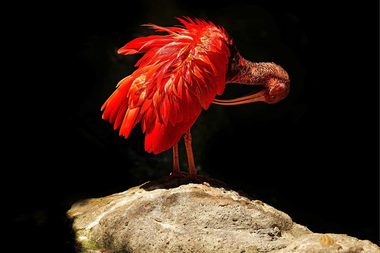 Unique Chobe Day Trip with 2 River Safaris