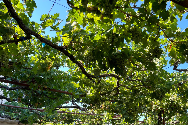 Gebiet Chania: Kochkurs auf einem Bauernhof im Dorf StylosKochkurs mit traditionellen Gerichten und biologischen Lebensmitteln