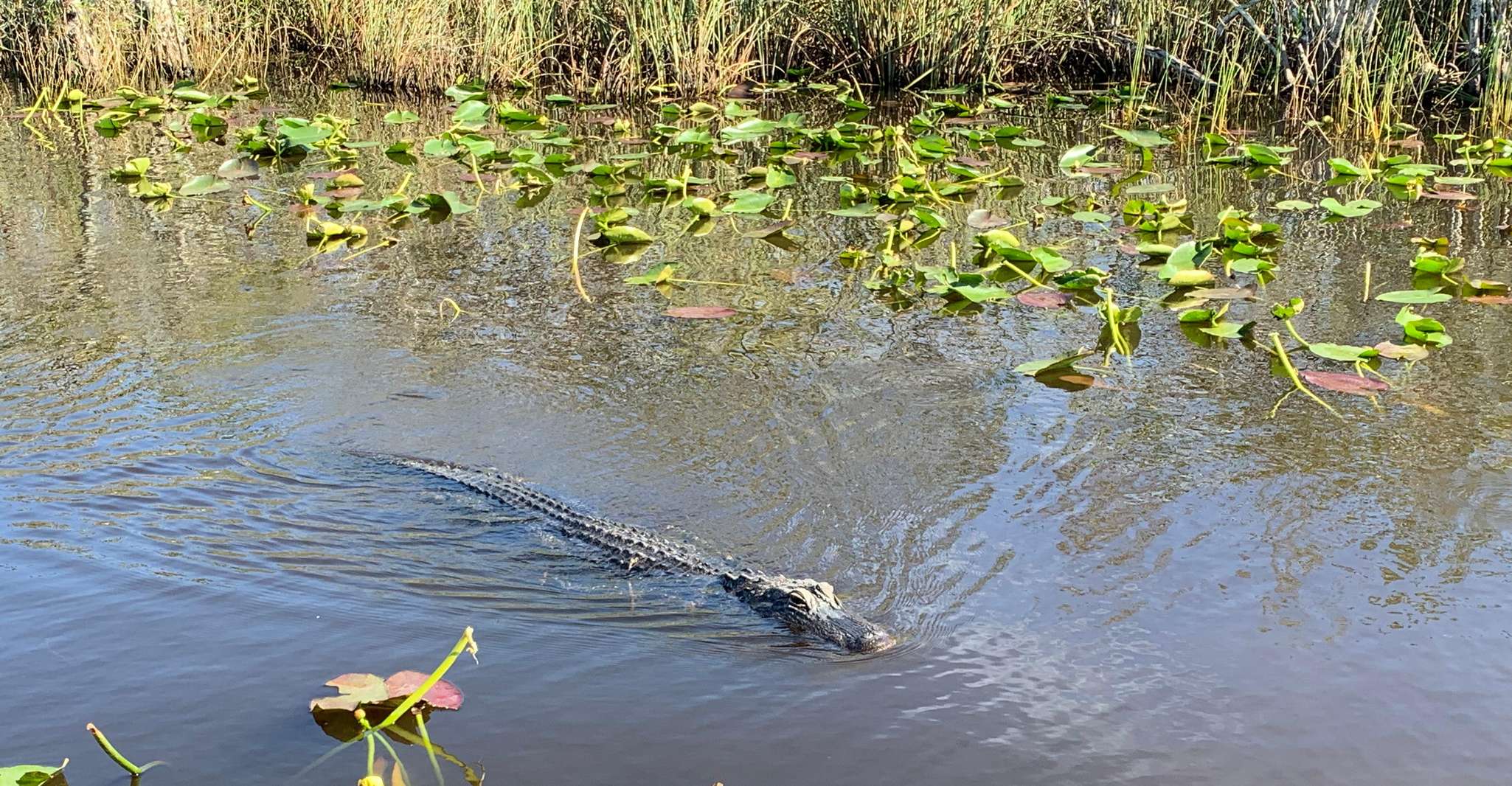 From Miami: Everglades Airboat Gator Spotting Tour photo 14