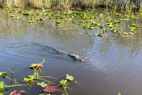 South Beach: Everglades Wildlife Airboat TourMorgonrundtur (kl. 9.00)