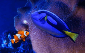 Mexico City: Fast Pass Ticket to Acuarium Inbursa