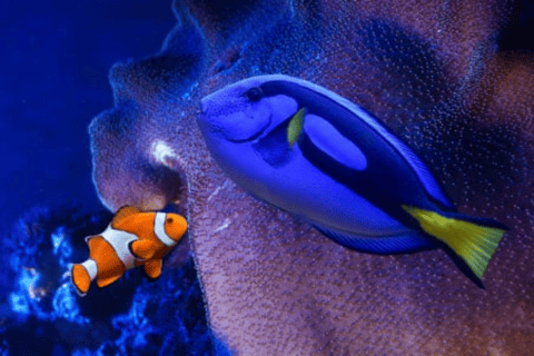 Mexico City: Fast Pass Ticket to Acuarium Inbursa