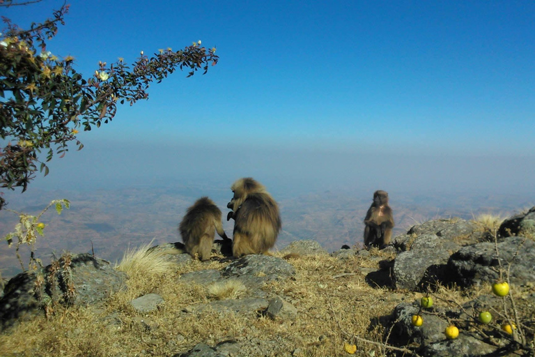 Geech to Chennek via Imet Gogo 4 -Day Simien Classic Trek