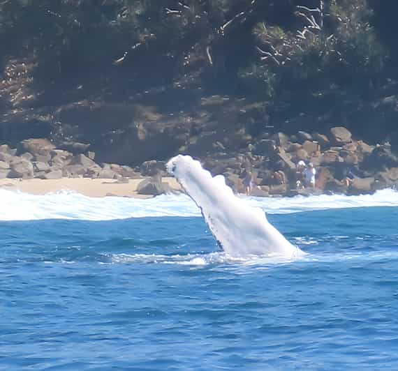 Noosa Humpback Whale Watching Tour GetYourGuide