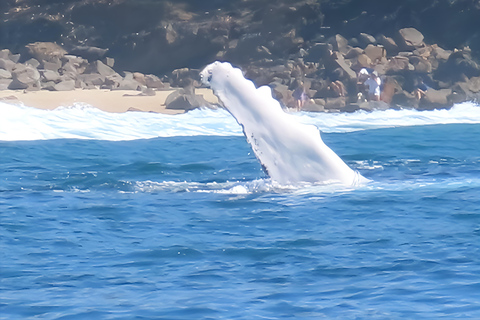 Noosa : Observation des baleines à bosseNoosa: visite d&#039;observation des baleines à bosse