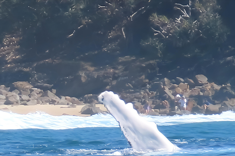 Noosa : Observation des baleines à bosseNoosa: visite d&#039;observation des baleines à bosse
