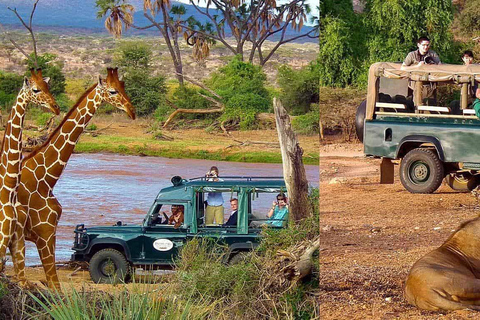 3 Dagen Safari in Samburu, Buffelsbronnen en Shaba Reservaat