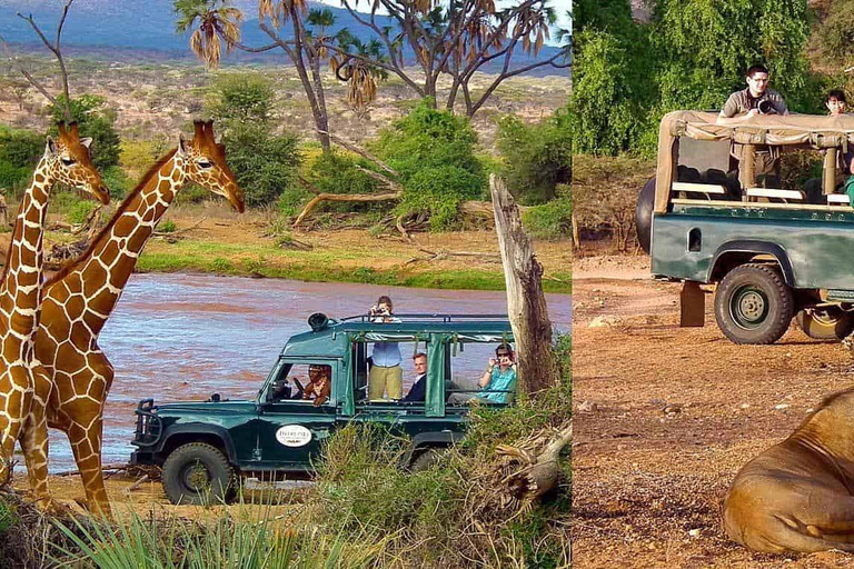 3 Dagen Safari in Samburu, Buffelsbronnen en Shaba Reservaat