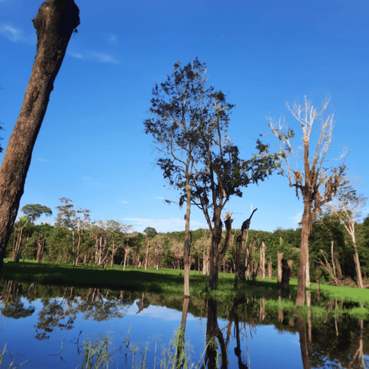 Manaus 2, 3 or 4 days in the Amazon Survivor Experience GetYourGuide