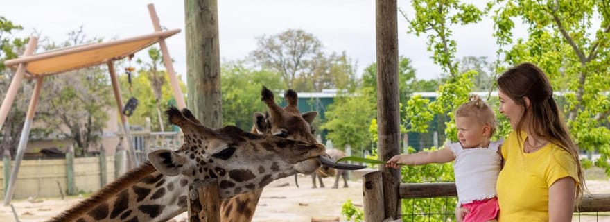 Tampa : billet pour le ZooTampa à Lowry Park avec option vacances