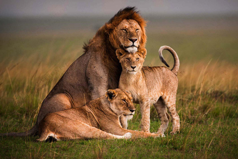 Au départ de Mombasa : Safari de 3 jours dans le parc national de Tsavo West - Ngulia