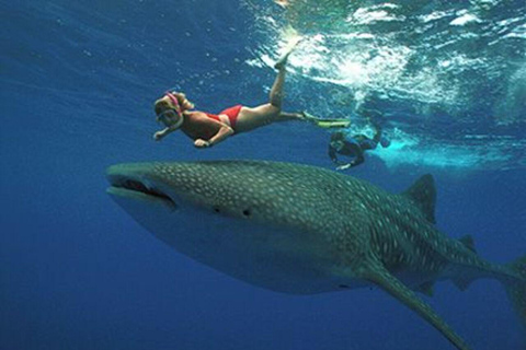 Zanzibar: Mafia Island Whale Shark Day Trip from Zanzibar Private tour