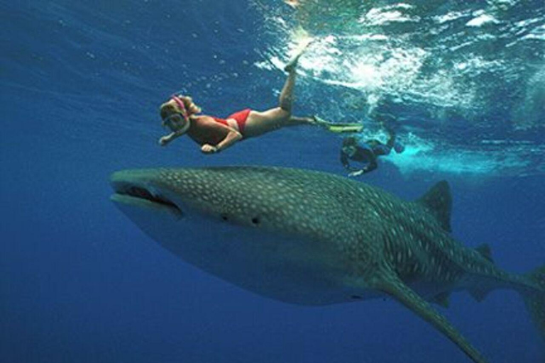 Zanzibar: Mafia Island Whale Shark Day Trip from Zanzibar Private tour