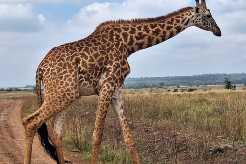 Nationalpark, Giraffenzentrum und Elefantenbaby in Nairobi