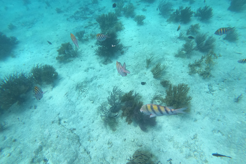 Isla Mujeres: Passeio de Catamarã Só Adultos, Bar Aberto e SnorkelExcursão a partir de Playa del Carmen