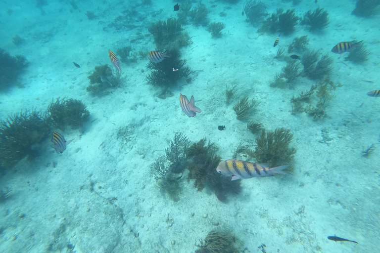 Isla Mujeres: Passeio de Catamarã Só Adultos, Bar Aberto e SnorkelExcursão a partir de Playa del Carmen