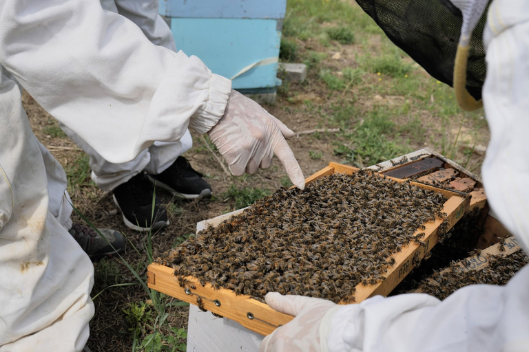Kalamata: Beekeeping Experience with Honey Tasting