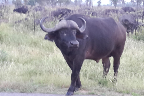 Kruger National Park: Three Day Tour