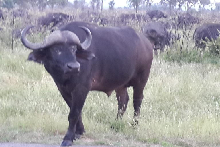 Kruger National Park: Three Day Tour