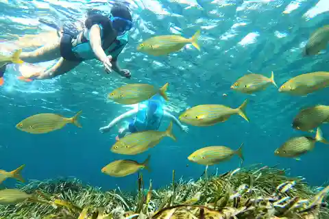 Ilha de Tabarca: excursão guiada de snorkeling