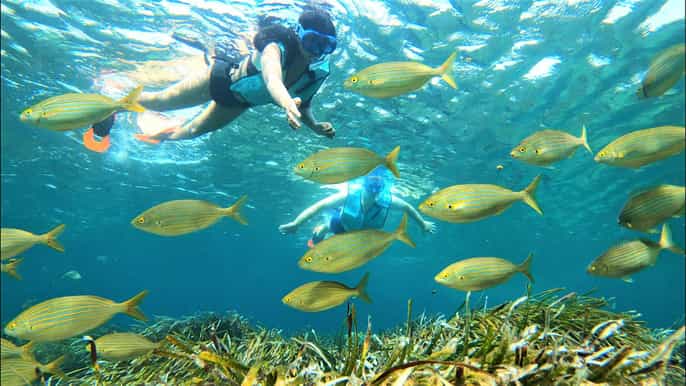 Tabarca Island: Guided Snorkel Excursion