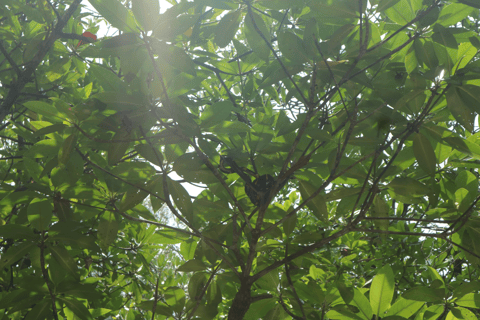 Mangrove Day Tour - Bintan Fireflies Night Tour - Bintan