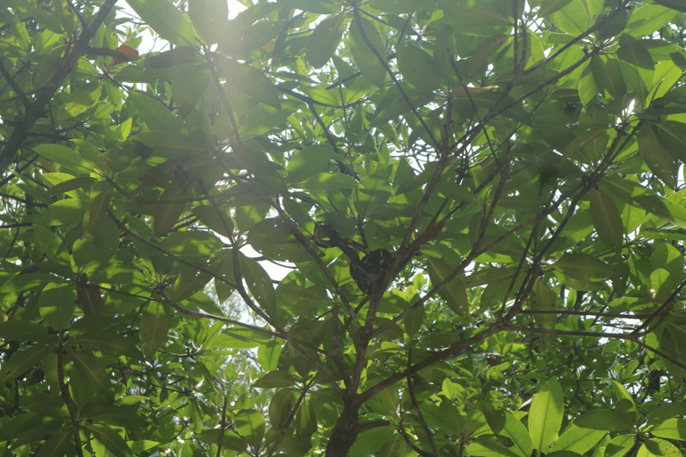 Mangrove Day Tour - Bintan Fireflies Night Tour - Bintan