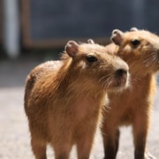 Bali Zoo: Guided Capybara Observation Experience