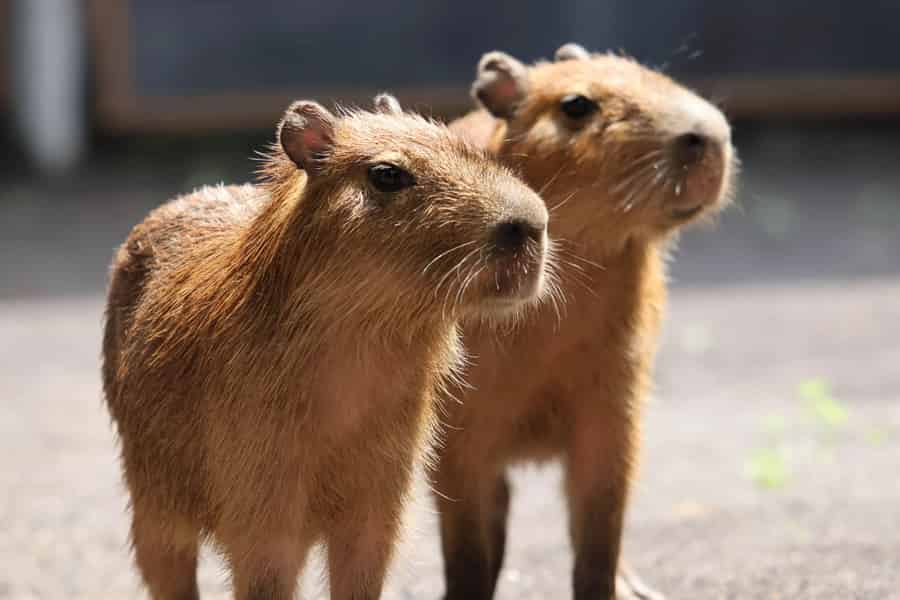 Bali Zoo: Geführte Capybara-Beobachtung. Foto: GetYourGuide Bali Zoo: Geführte Capybara-Beobachtung. Foto: GetYourGuide
