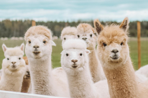From Tallinn: Alpakafarm Guided Tour with Transfer
