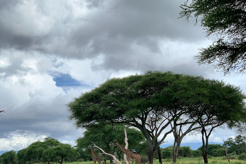 Arusha : safari dans le parc national d&#039;ArushaArusha : Safari dans le parc national d&#039;Arusha