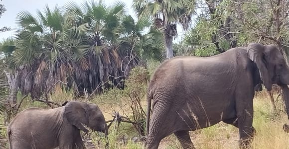 Zanzibar: 2-Day Mikumi National Park Safari with Flights
