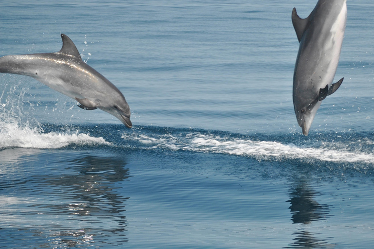 New: Into the Wild - 3H w/Marine Biologists - dolphins &more