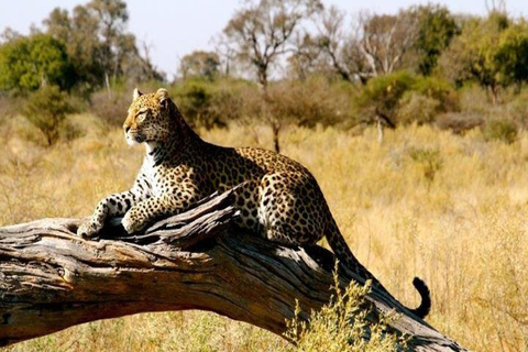 Nairobi: Safari de 3 dias em Samburu, Shaba e Buffalo Springs