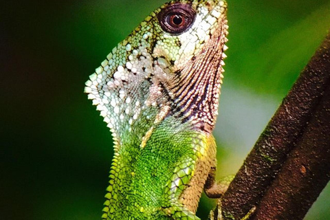 Manuel Antonio: Wildlife en Strand Tour in Nationaal ParkGroepsrondleiding (toegang tot park NIET inbegrepen)